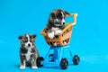 Cute Akita inu puppies and toy shopping cart on blue background. Lovely dogs