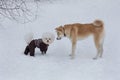Cute akita inu puppy and bichon frise puppy in pet clothing are standing on a white snow in the winter park. Pet animals Royalty Free Stock Photo