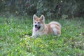 Cute akita inu puppy with lolling tongue is lying on a green grass in the park. Pet animals Royalty Free Stock Photo