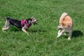Cute akita inu puppy and multibred dog are playing on a green meadow. Pet animals Royalty Free Stock Photo