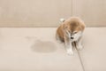 Cute Akita inu puppy near wet spot. Untrained dog