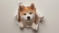 The cute Akita Inu puppy peeks through the hole in the paper wall