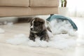 Cute Akita inu puppy playing with ripped pillow filler. Mischievous dog