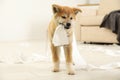 Cute akita inu puppy playing with toilet paper