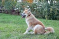 Cute akita inu puppy is sitting on a green grass in the autumn park with lolling tongue. Pet animals Royalty Free Stock Photo