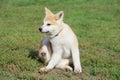 Cute akita inu puppy is sitting on a green grass in the autumn park. Two month old. Pet animals