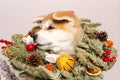 Akita Inu puppy in a Christmas wreath