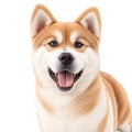 Cute akita inu puppy on white background