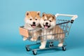 Cute Akita in puppies and toy shopping cart on light blue background. Lovely dogs Royalty Free Stock Photo