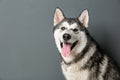 Cute Alaskan Malamute dog