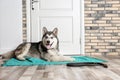 Cute Alaskan Malamute dog with leash lying