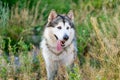 Cute alaskan malamute with tongue out