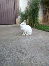 A cute albino lion head rabbit