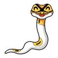 Cute albino pied ball python cartoon