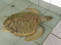 a cute albino turtle in a captive pond