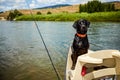 Cute alert black labrador riding in a boat
