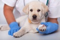 Cute alert puppy dog at the veterinary doctor after getting a pa