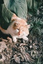 Cute and alert yellow cat