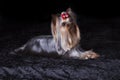 Cute Alert Yorkshire Terrier Lies on Black Blanket