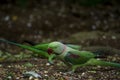 Cute Alexandrine Parakeet parrots searching for food Royalty Free Stock Photo