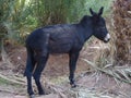 Cute alone black donkey between palms in Morocco