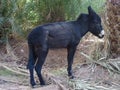 Cute alone black donkey between palms in Morocco