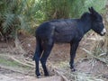 Cute alone black donkey between palms in Morocco