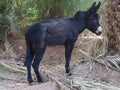 Cute alone black donkey between palms in Morocco