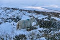 Cute alone sheep grazing frosty and snowy grass along Old Military Road in Wicklow Mountains, Co. Wicklow, Ireland