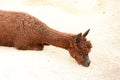 Cute Alpaca, brown llama, mammal. Alpaca in zoo.