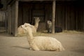 Cute Alpaca, brown llama, mammal. Alpaca in zoo.