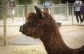 Cute Alpaca, brown llama, mammal. Alpaca in zoo.