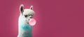 Cute alpaca with bubble gum, panoramic layout. Royalty Free Stock Photo