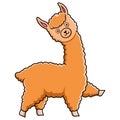 Cute alpaca cartoon on white background