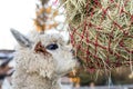 Cute alpaca eating hay. Beautiful llama farm animal at petting zoo Royalty Free Stock Photo