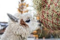 Cute alpaca eating hay. Beautiful llama farm animal at petting zoo Royalty Free Stock Photo