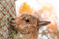 Cute alpaca eating hay. Beautiful llama farm animal at petting zoo Royalty Free Stock Photo