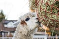 Cute alpaca eating hay. Beautiful llama farm animal at petting zoo Royalty Free Stock Photo