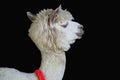 Cute Alpaca On The Farm. Beautifull And Funny Animal Isolate On Black Background