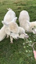 Cute Alpaca Farm New Zealand