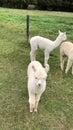 Cute Alpaca Farm New Zealand