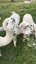 Cute Alpaca Farm New Zealand