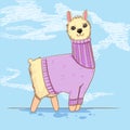 Cute alpaca or lama in a sweater on blue background. Farm animals. Kiddie cartoon character.