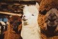 Cute alpaca outside farm lit by sunlight