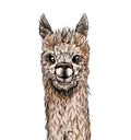 Cute alpaca portrait, full color sketch, vector Royalty Free Stock Photo