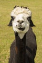 cute alpaca portrait Royalty Free Stock Photo