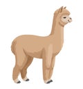 Cute alpaca side view vector illustration isolated on white background.