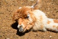 Cute alpaca sleeping