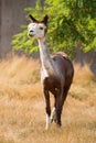 Cute Alpaca in Grass