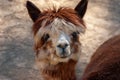 Cute Alpaca, Vicugna pacos. Beautiful and funny animal